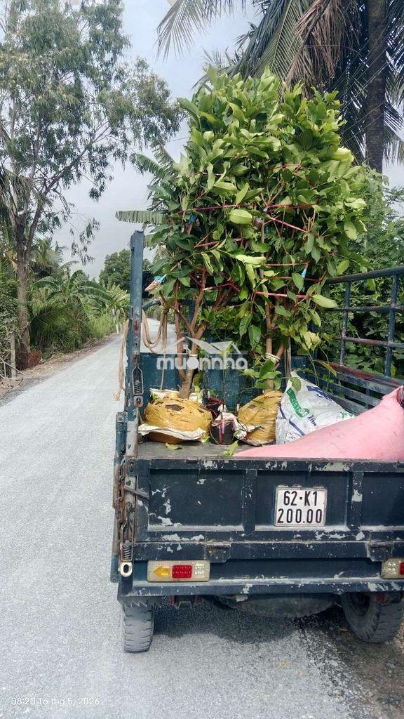 Bán đất nông nghiệp - 2