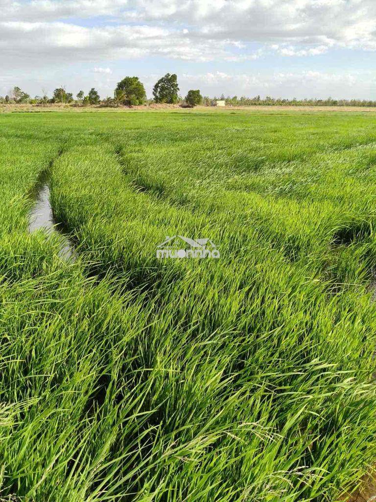 Bán gấp đất lúa