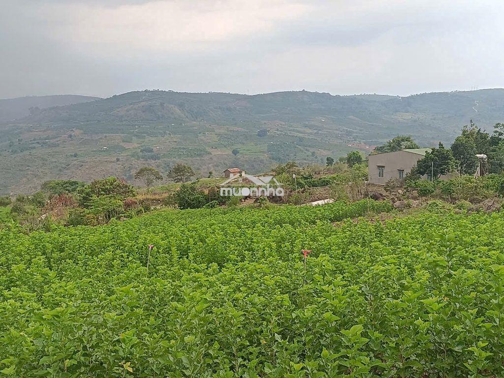 Cần tiền bán gấp lô đất 2 mặt tiền view sông - 4