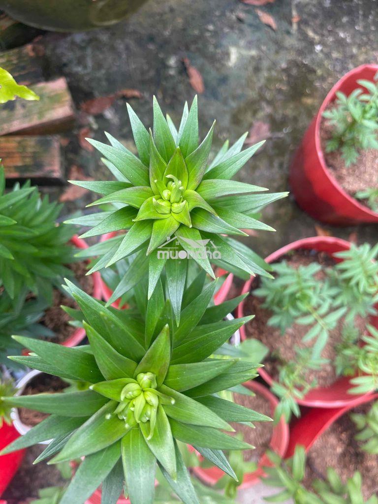 Nhà cần cho thuê giá sinh viên - 2