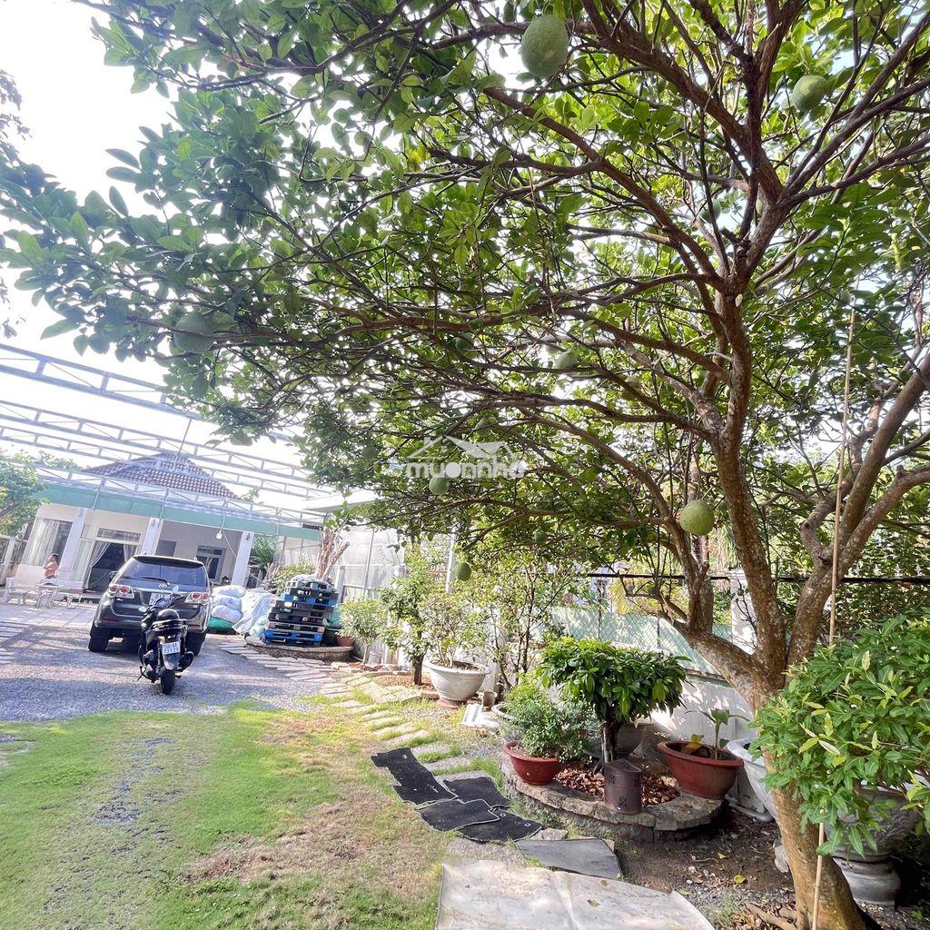 🏡Bán nhà vườn🏡 mặt tiền nhựa an thạnh thuận an bình dương - 3