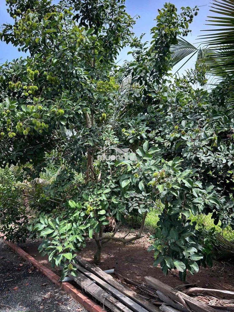 Cô 8 về quê ở với con cần bán lại nhà vườn - 3