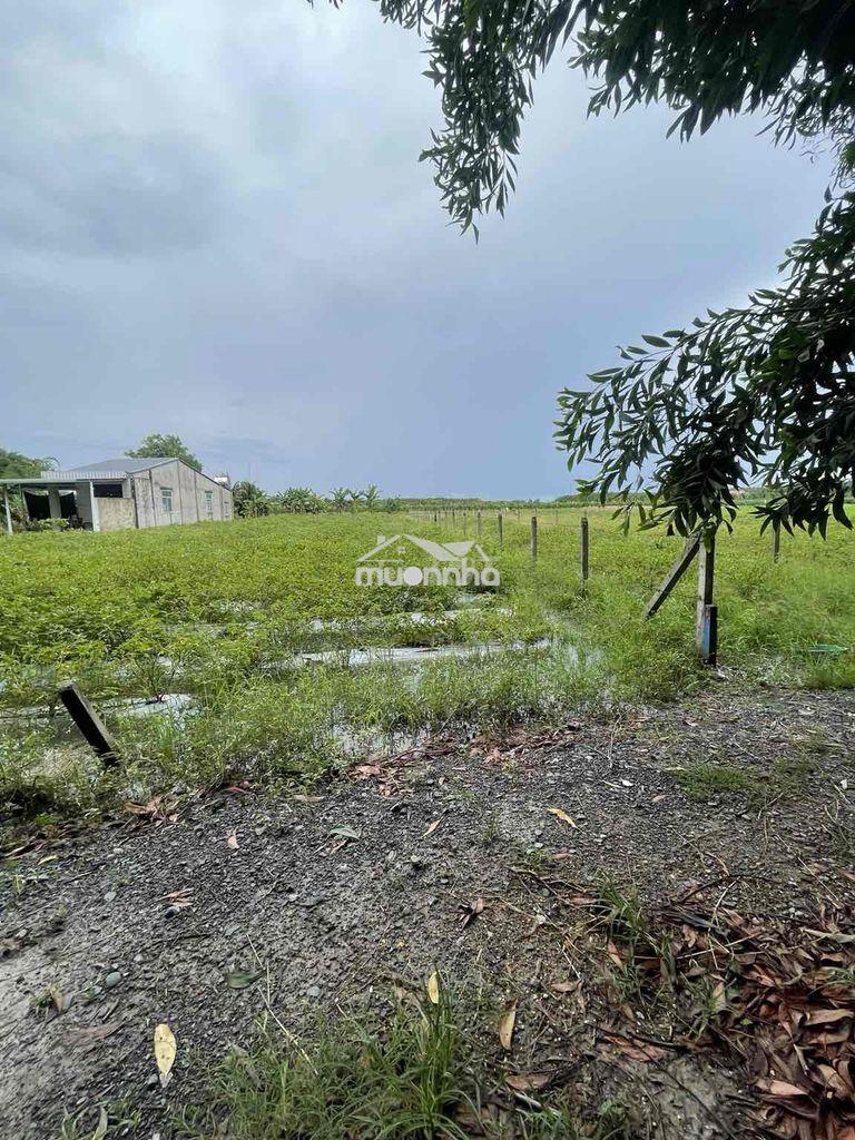 🌳 Chính chủ bán 330m2 đất mặt tiền gần hương lộ 2 trảng bàng 🌳