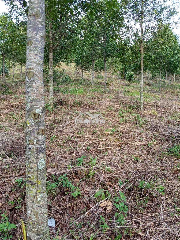 Chính chủ bán đất rẫy trồng gỗ sao – trúc sơn, cư jút (đắk nông cũ) - 3