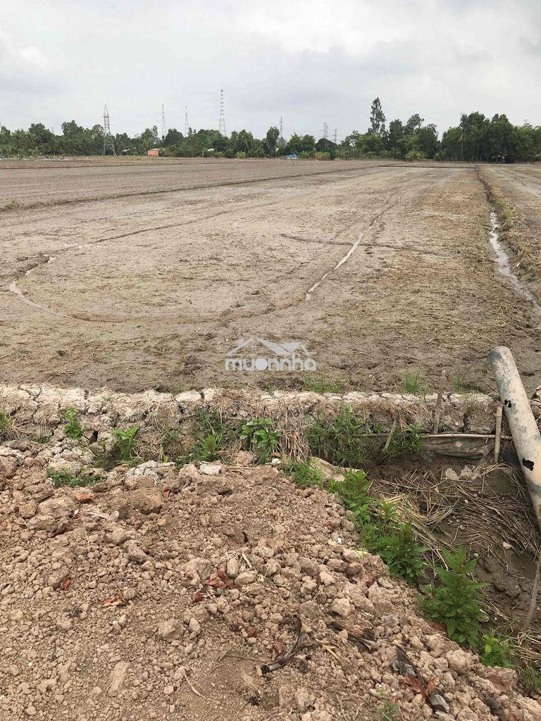 Cần bán gấp đất lúa 3.472m2 gá rẻ - 3