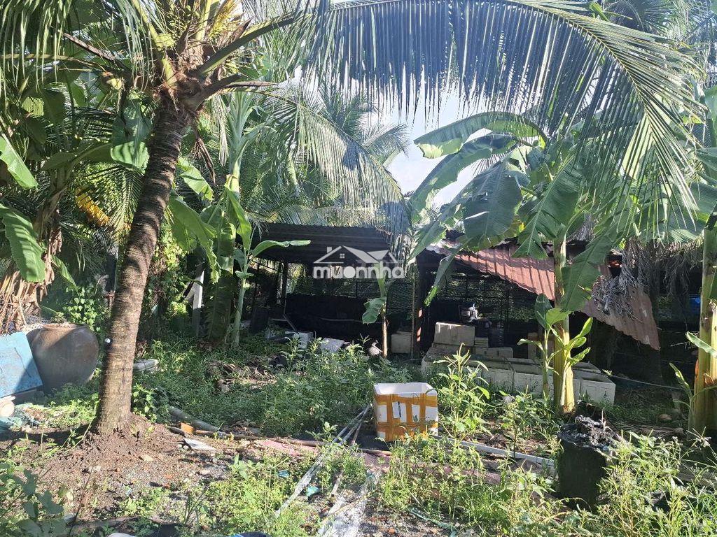 Cho thue trang trại 500m thanh xuan quan 12 - 3