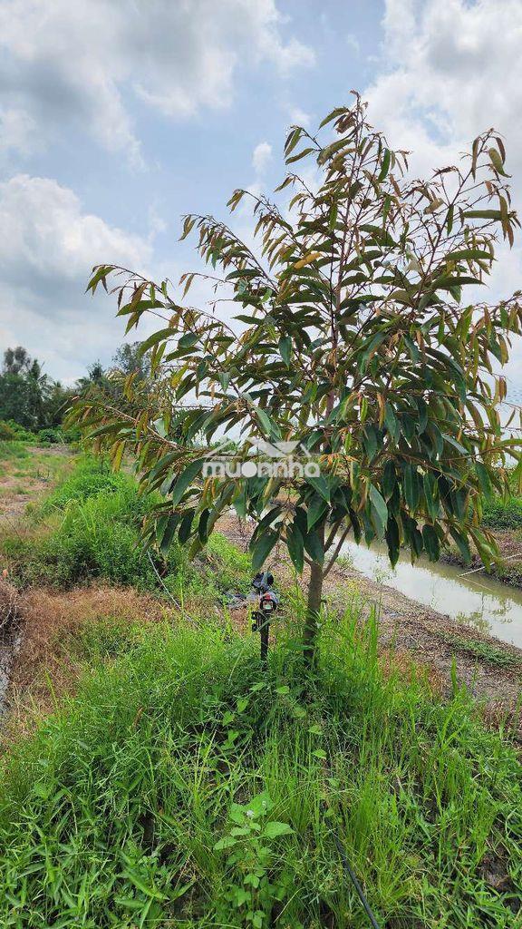 Bán đất mt - 3