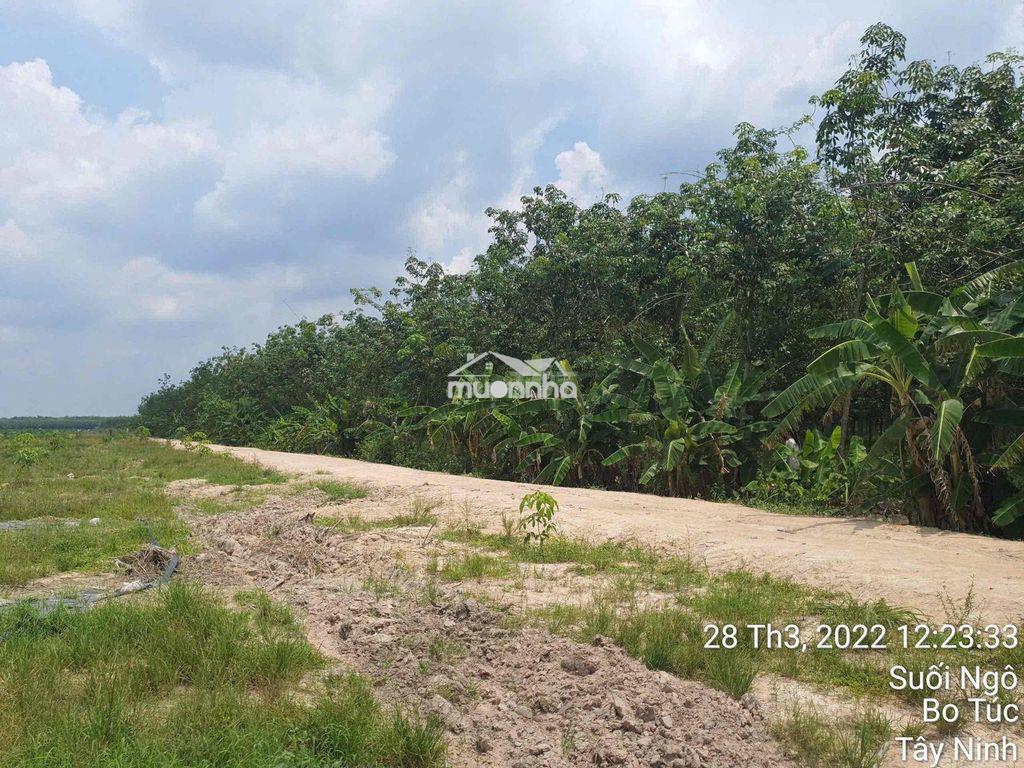 Bán nhanh 5hecta cao su đang khai thác tân hoà, tây ninh - 2