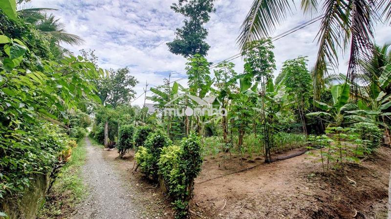 Đất mỏ cày bắc - bến tre