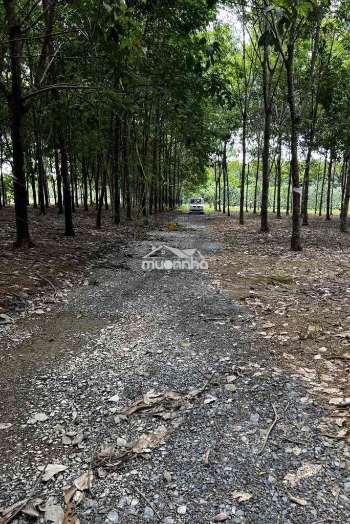 Đất chính chủ