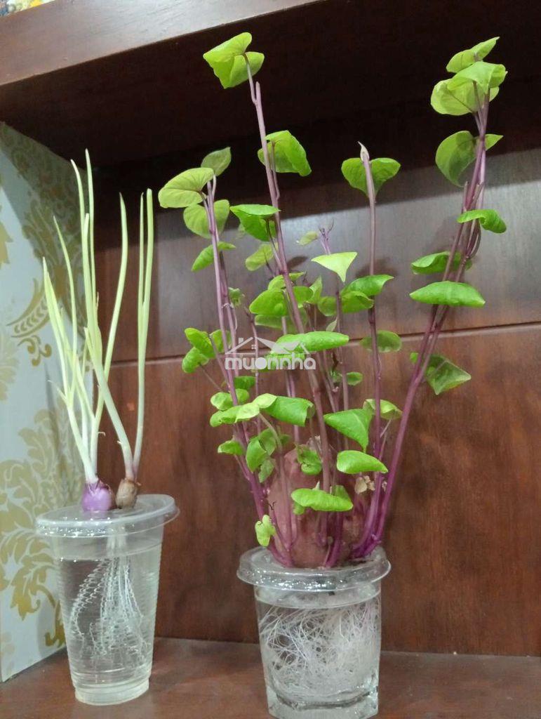 Bán nhà đẹp ở ngay 1 xẹt hẻm 92 đất thánh tân bình - 3
