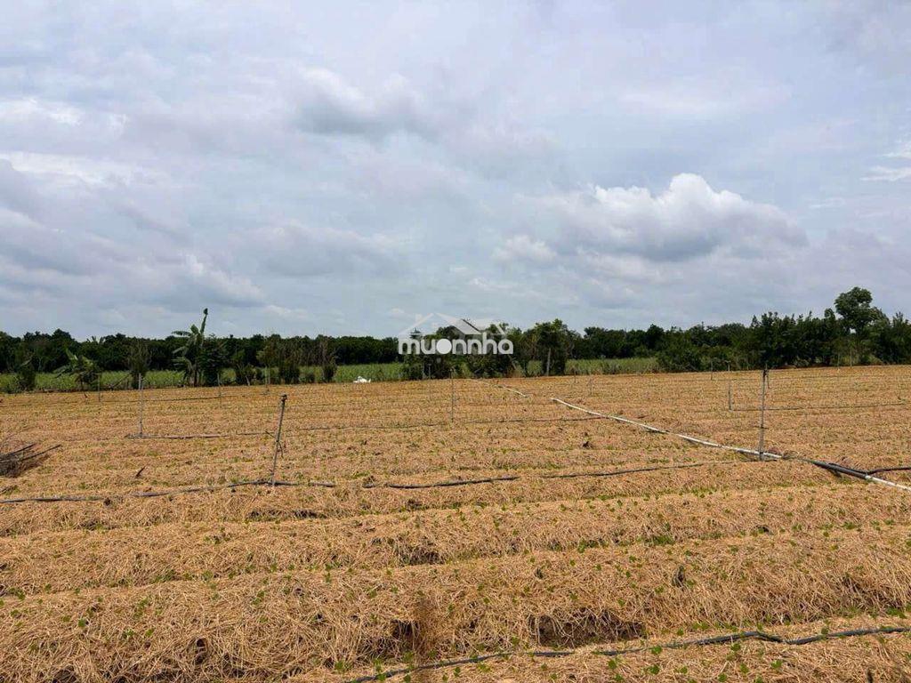 Chủ kẹt tiền bán 1200m2 tại xuân tây,đồng nai,có 100tc,giá 990tr - 4