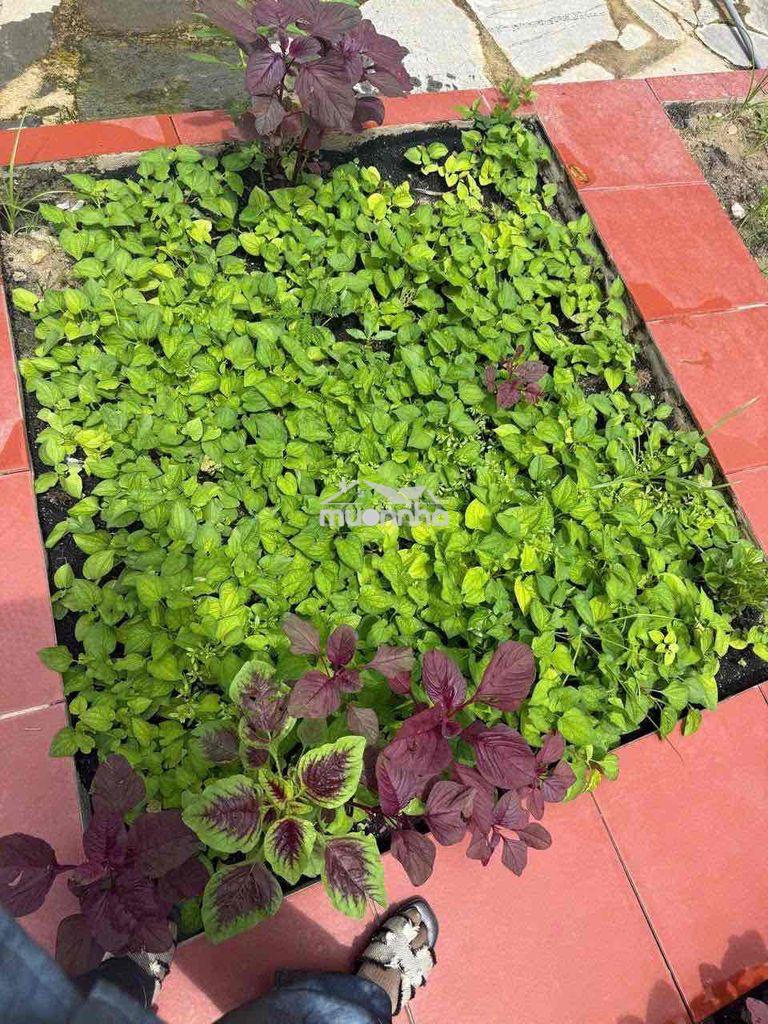 Chủ ngộp bán nhà vườn long khánh - 4