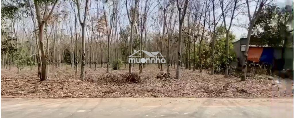 Bán đất 2 mt tân thành 43-btu - tp. hcm-gần kcn vsip 3, btu 1, 2, 3 - 3
