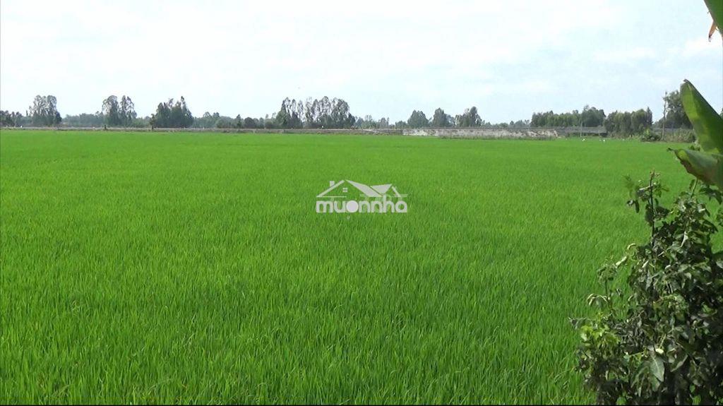 Cần bán 51 công - đất trồng lúa 2 vụ...tân lập - tịnh biên - an giang - 3