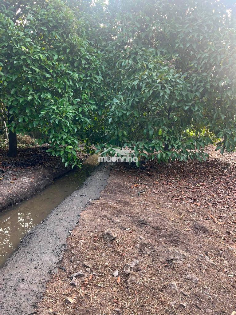 Chủ thua độ bán gấp vườn trái cây an sơn thuận an