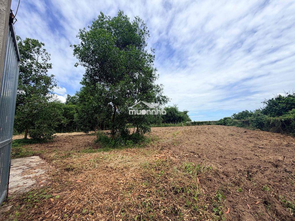 Bán 2700m2 đất sổ riêng p. ninh thạnh tây ninh - 4