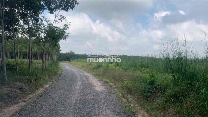 Đất vườn hơn 1.2 hécta có thổ cư — có sẵn dòng tiền