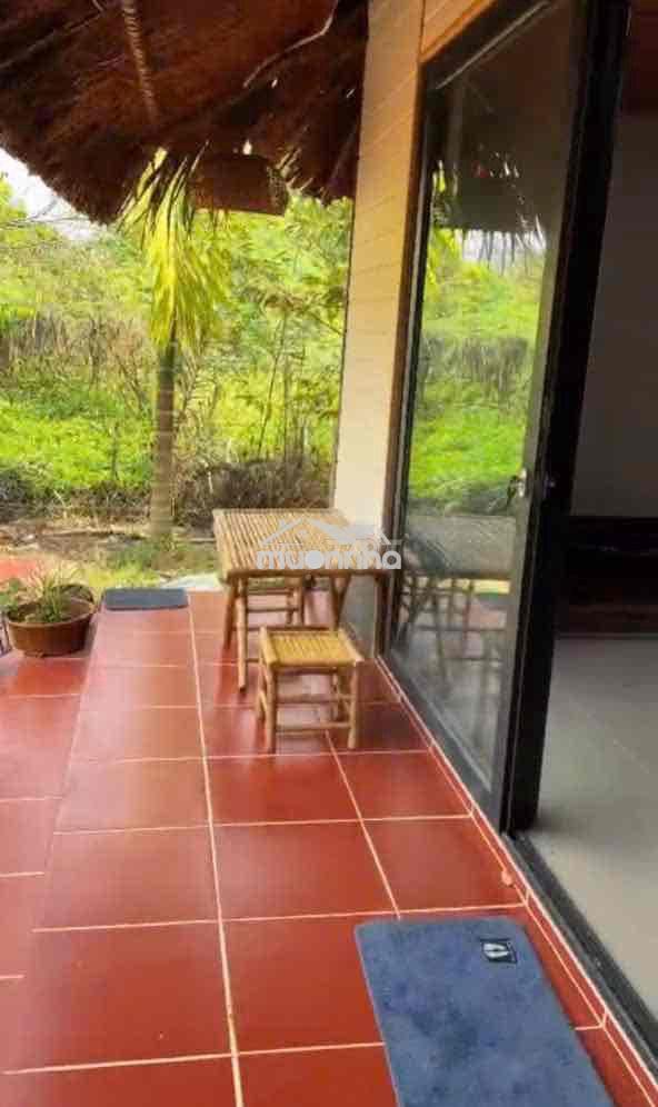 Gấp gấp nhà vườn an điền 15x52m. thổ cư 200m2 sẵn nhà , cây ăn quả - 3