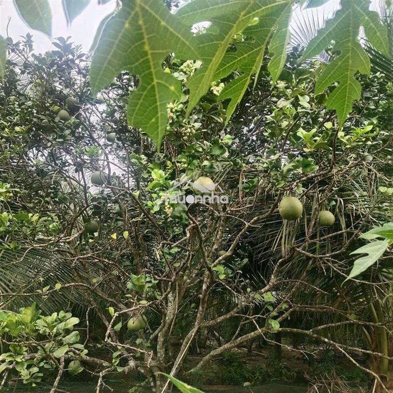Bán 2,400m2 đất vườn qưoi sơn gần kcn giao long