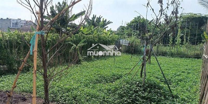 Đất hẻm ô tô thông, khu dân cư hiện hữu bình mỹ, củ chi.