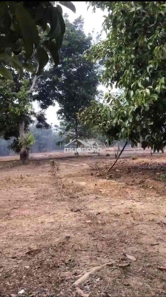 Chính chủ bán đất vườn cây lâu năm cách chợ xã nam cát tiên 500m - 3