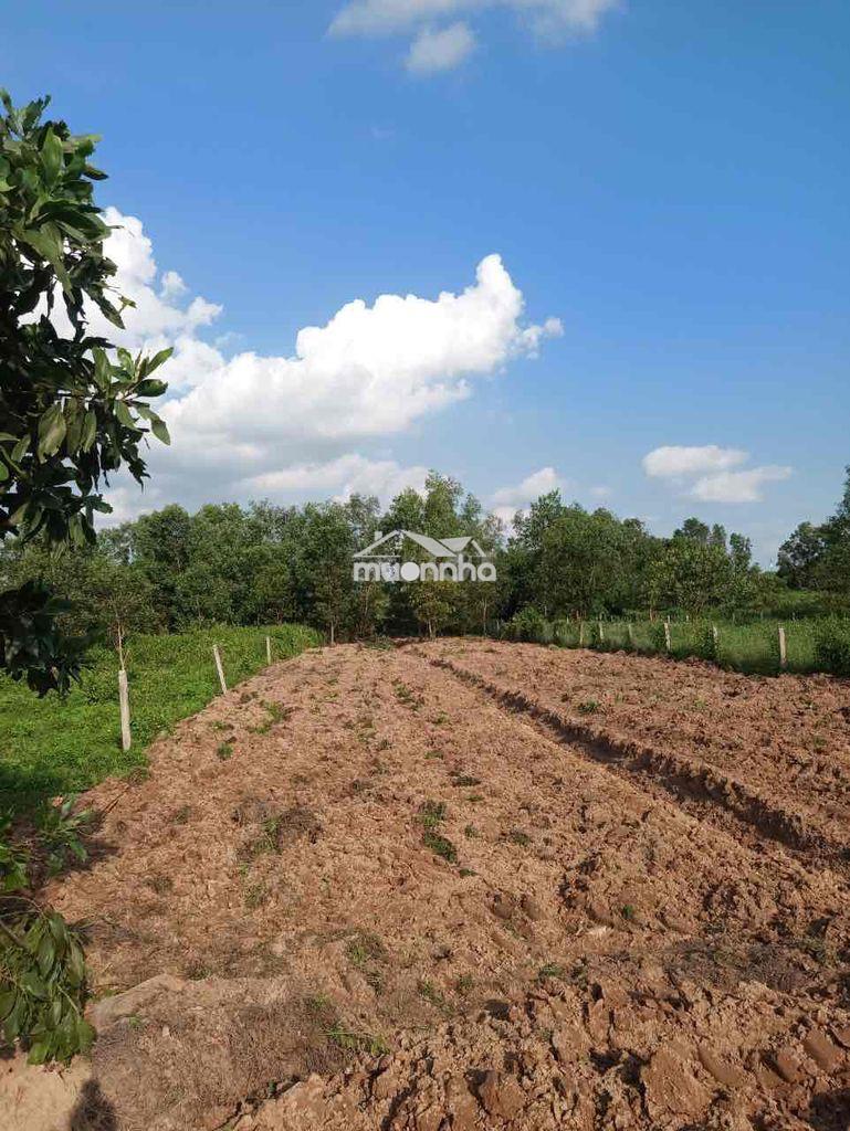 1000m2 qh full thổ