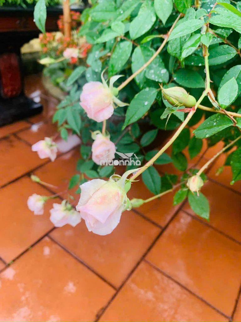 Cho thuê nhà nguyễn văn săng - p tân sơn nhì 4 x 17 m đúc 1 lầu :
