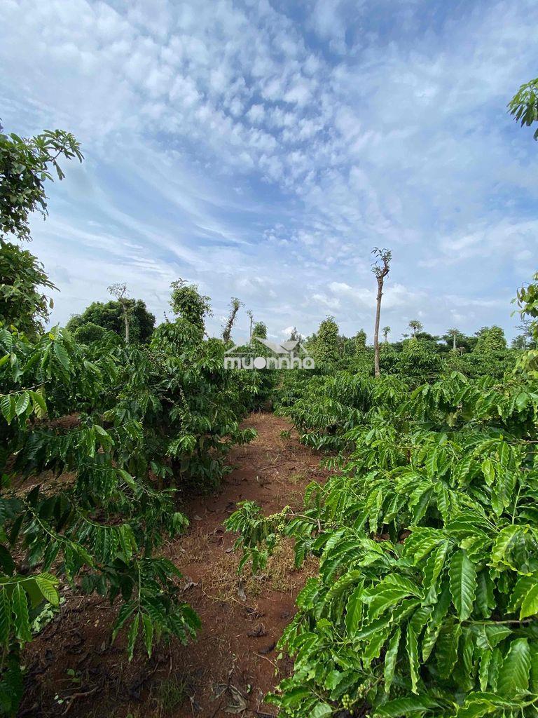 Đất rẫy cư êbur bmt cách ngã 6 9km~ 5 sào - 2