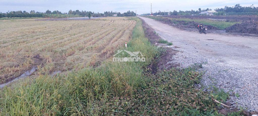 Bán 5 công đất.công tầm lớn - 4