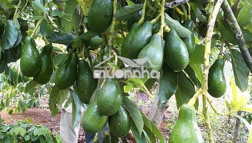 🌿 Vườn sinh thái trung tâm phường dầu giây 1,3 tỷ được 1090m2 cực đẹp! - 3