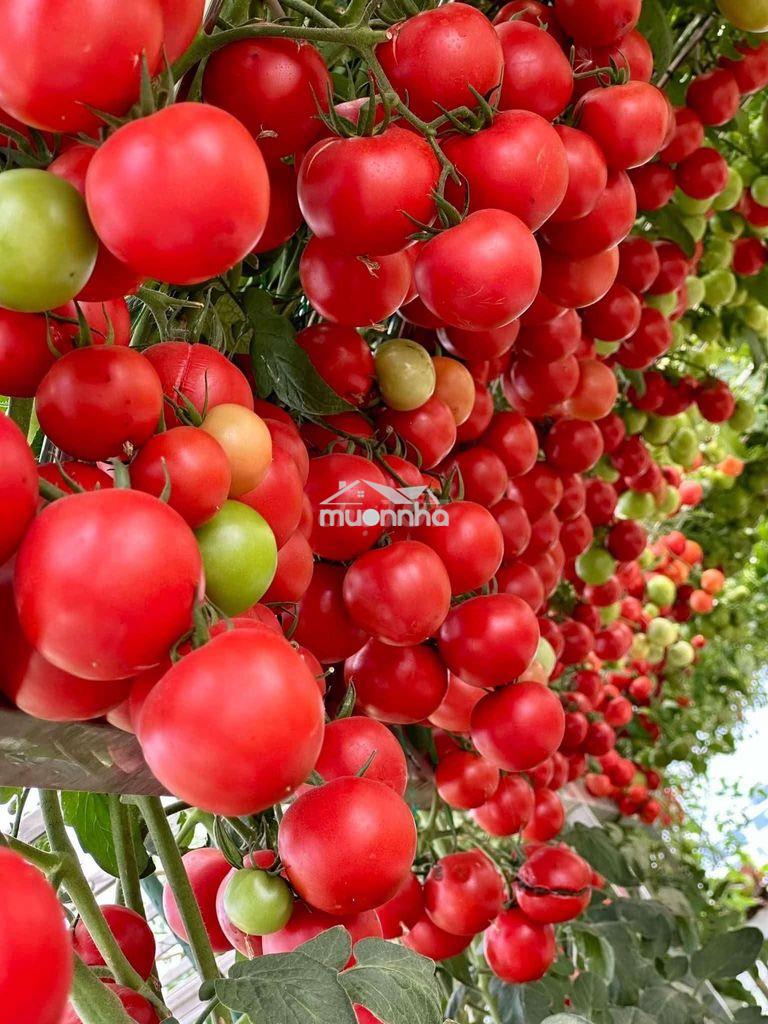 Cần cho thuê phòng trọ xóm vắng, dĩ an 
