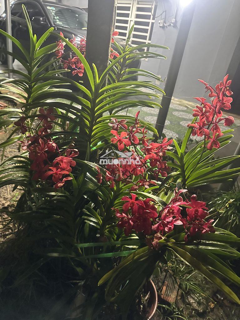 Cho thuê nhà vườn nghỉ dưỡng củ chi – 4 phòng ngủ - 2