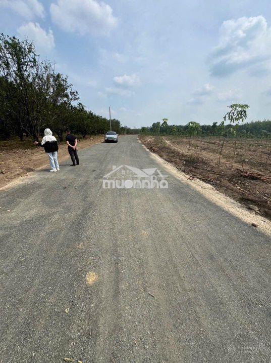 Ra nhanh nhà vườn góc 2mt 1103m2 sẵn 100m2 thổ cư, sẵn bưởi, mít - 2