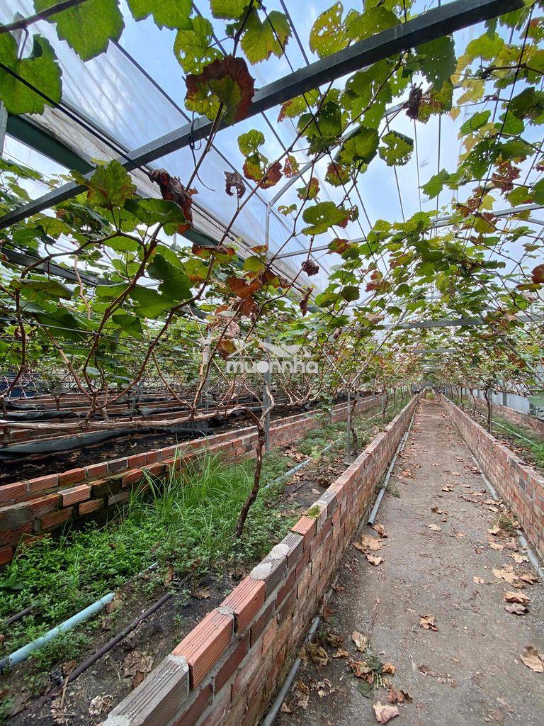 Bán nhà vườn 1400m2 đường 36 bến đò linh đông - 4