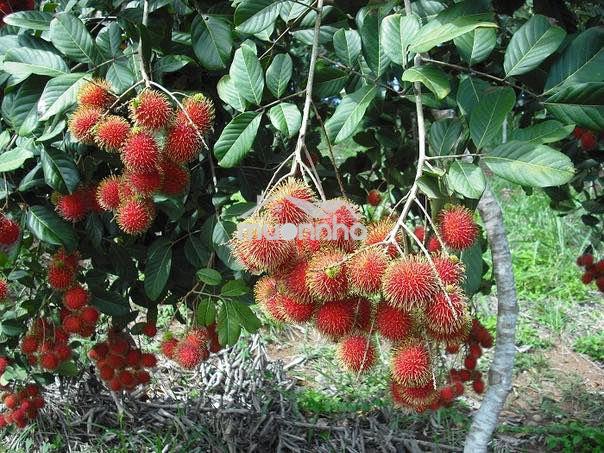 🌿 Vườn sinh thái trung tâm phường dầu giây 1,3 tỷ được 1090m2 cực đẹp! - 2