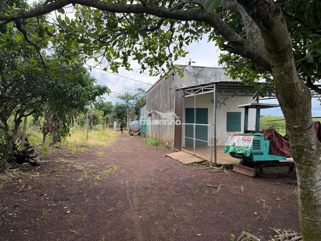 Vỡ nợ nên thanh lý 1 ha gần chợ lớn có sẵn nhà vườn cafe - 3