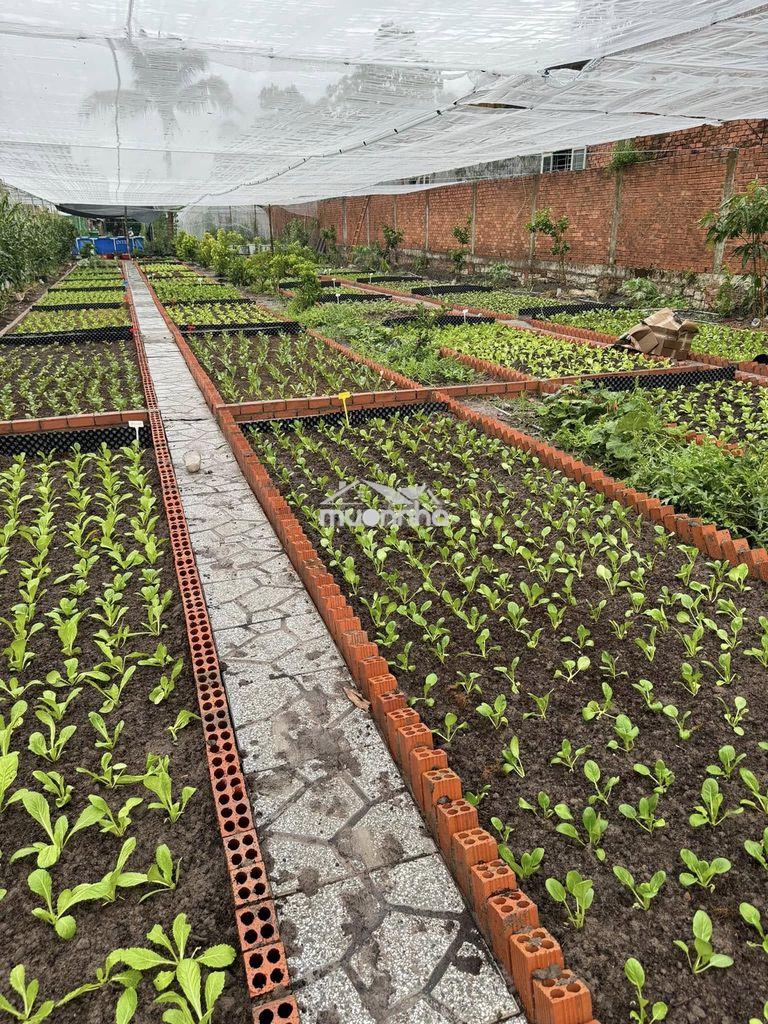 Cho thuê nhà vườn 3000m2 ngay trung tâm thủ dầu một