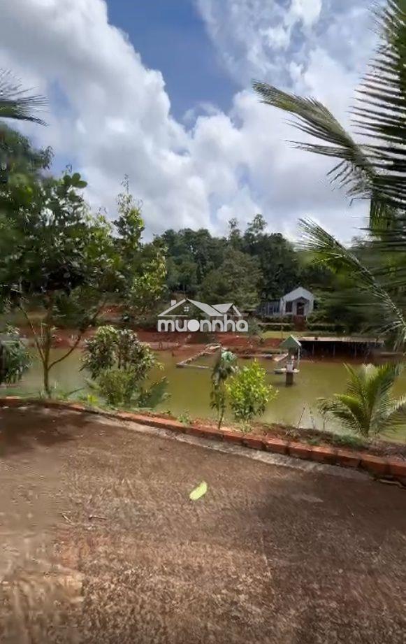 Bán 1,4 ha vườn cà phê – tiêu tại đắk song, đắk nông - 4