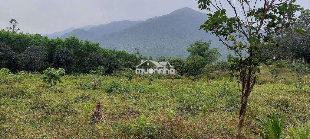 Bán đất làm trang trại, 35000m2 cây lâu năm có sẵng vườn ao chuồng - Ảnh 3