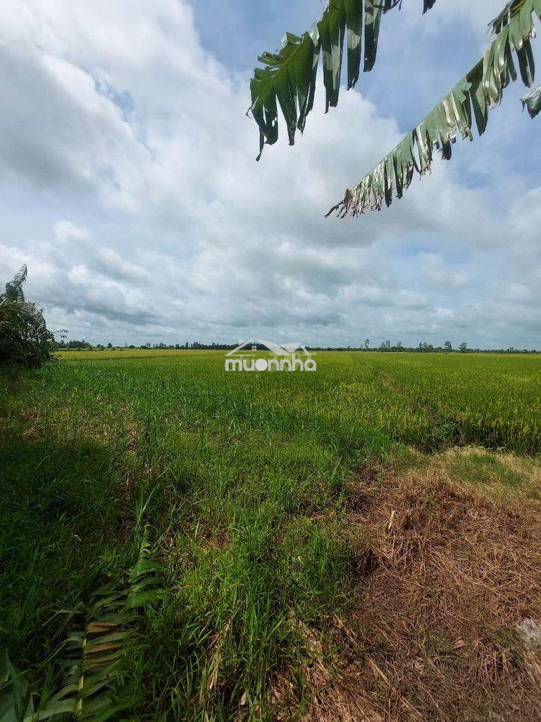 Cần bán đất châu thành sóc trăng - Ảnh 3