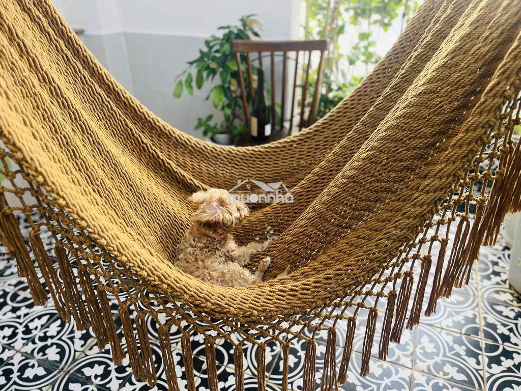 Bán nhà trần quang diệu q3, 49m², 4pn – nhà mới đẹp, ở & kinh doanh, v - Ảnh 3