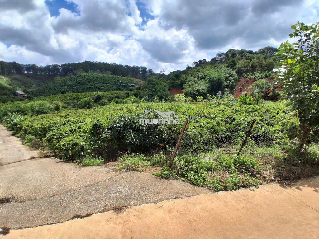 Bán đất vườn café view suối , p xuân trường – đl (sổ hồng chính chủ ) - 3