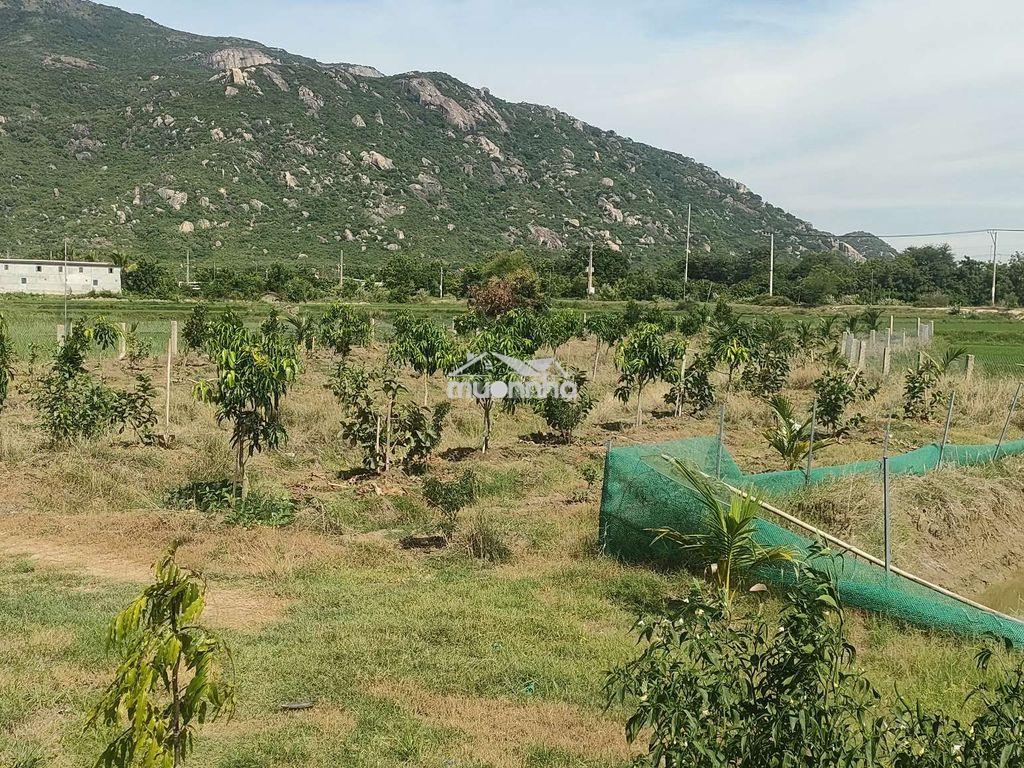 Bán đất nông nghiệp gần trường phan bội châu - 4