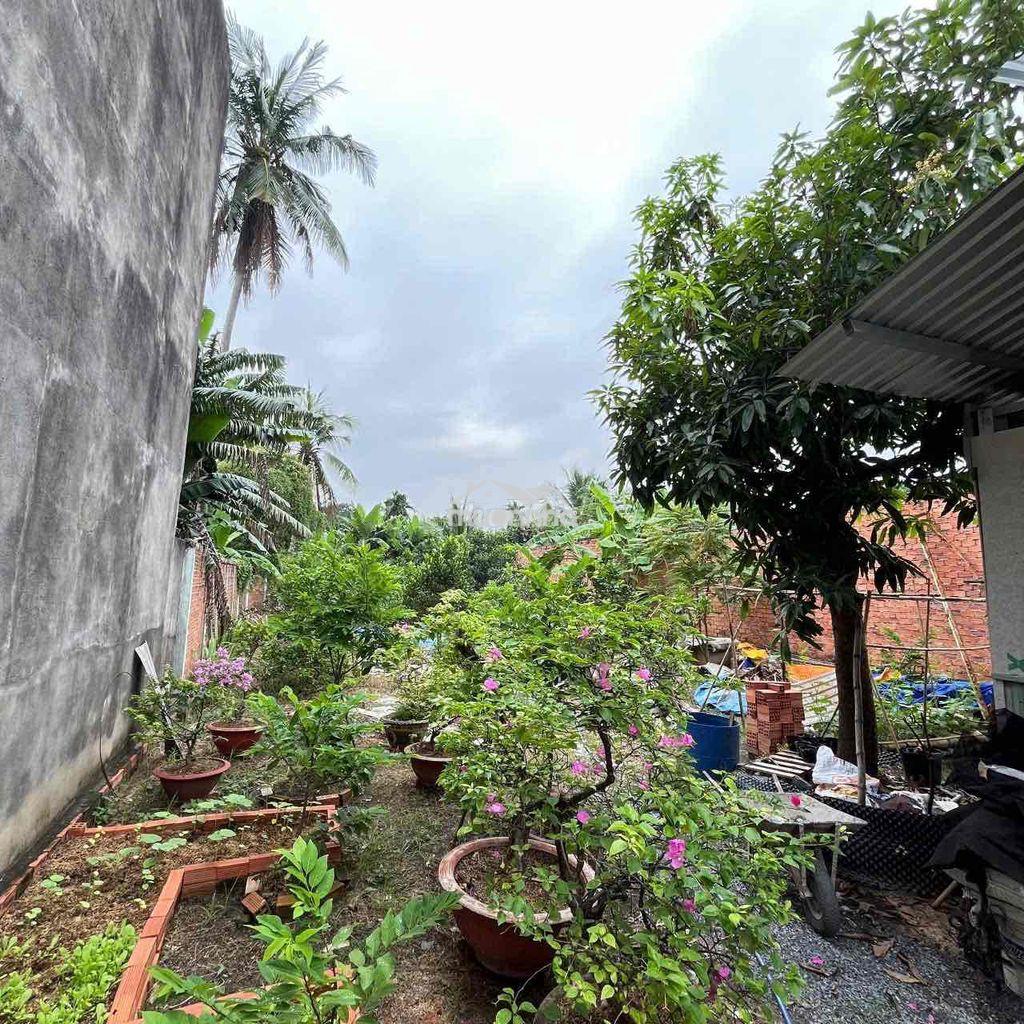 🌵Bán đất vườn gần chợ an sơn thuận an bình dương - Ảnh 4