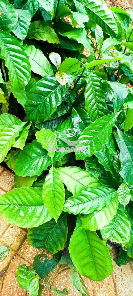 Cần tiền giải quyết công việc bán lỗ đất - Ảnh 3