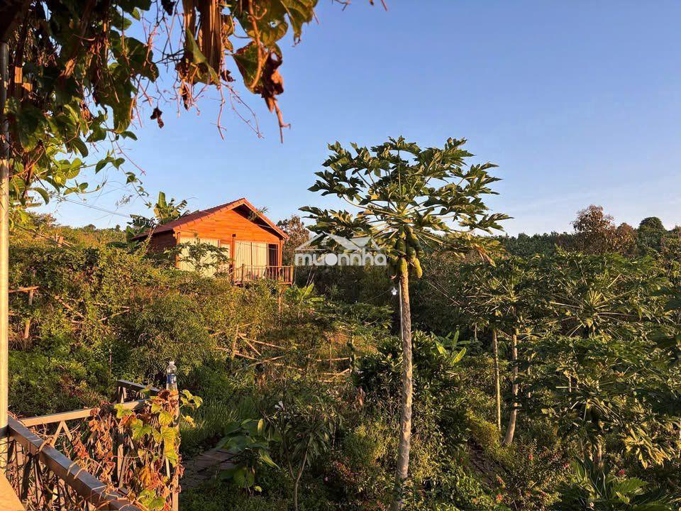 🌿 La ngà – 1.200m² đất vườn gần hồ trị an, chỉ 500 triệu - ht bank - Ảnh 4