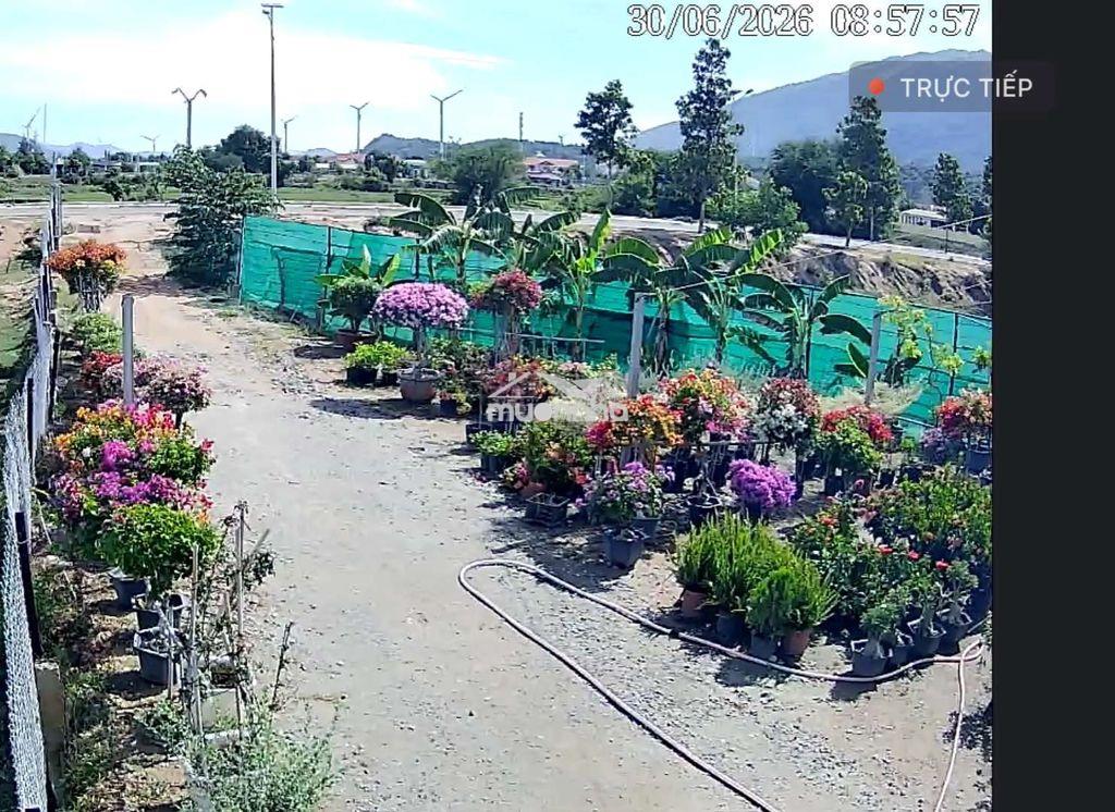 Bán đất nông nghiệp gần trường phan bội châu - 3