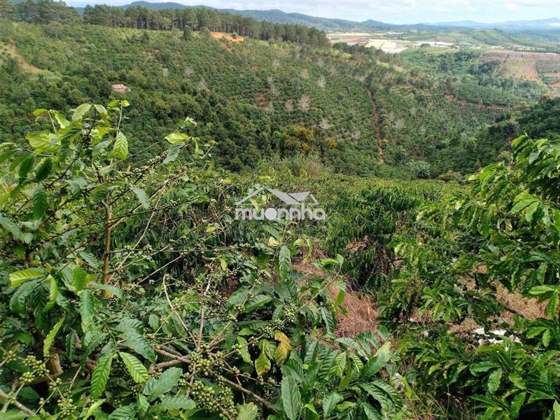 Hơn 7xào đất cây cà phê