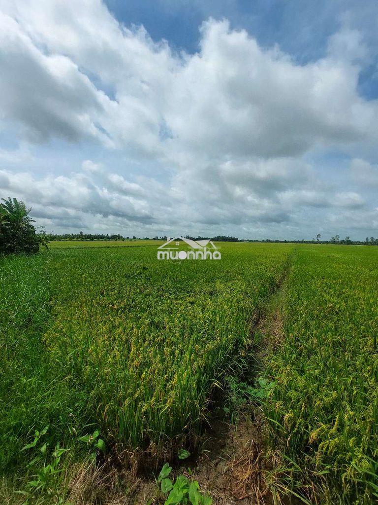 Cần bán đất châu thành sóc trăng